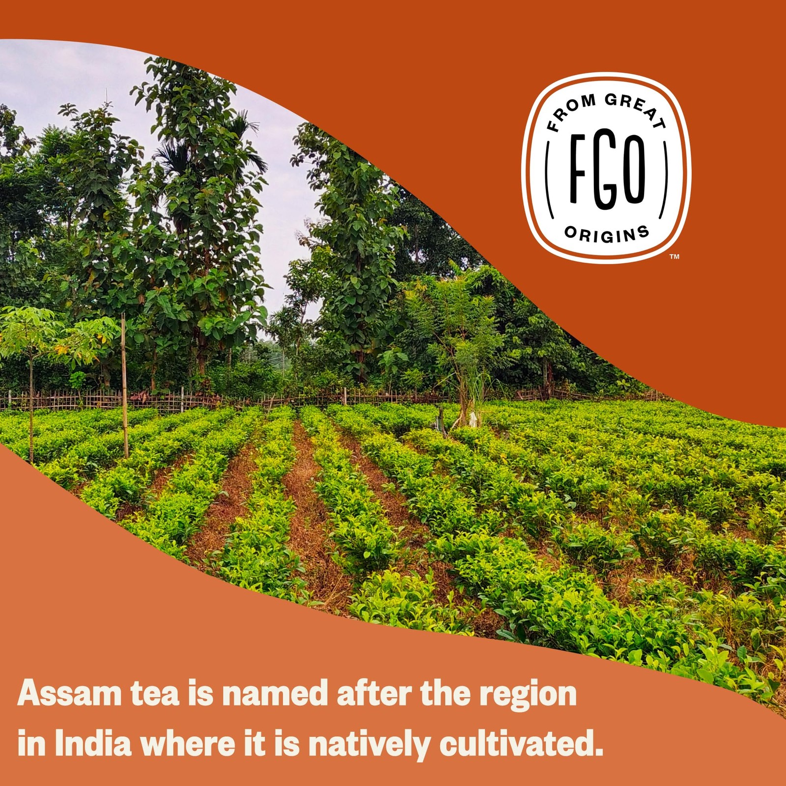 Organic Assam Tea, 100 Count, Eco-Conscious Black Tea Bags, Resealable Bag, P…