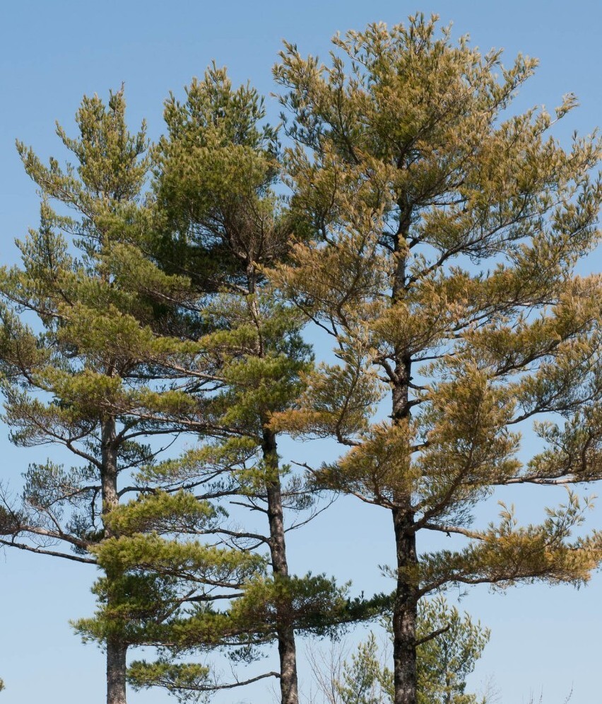 BUY 3, GET 1 FREE! Eastern White Pine Needle Tea, Fresh Maine 1oz virus protect