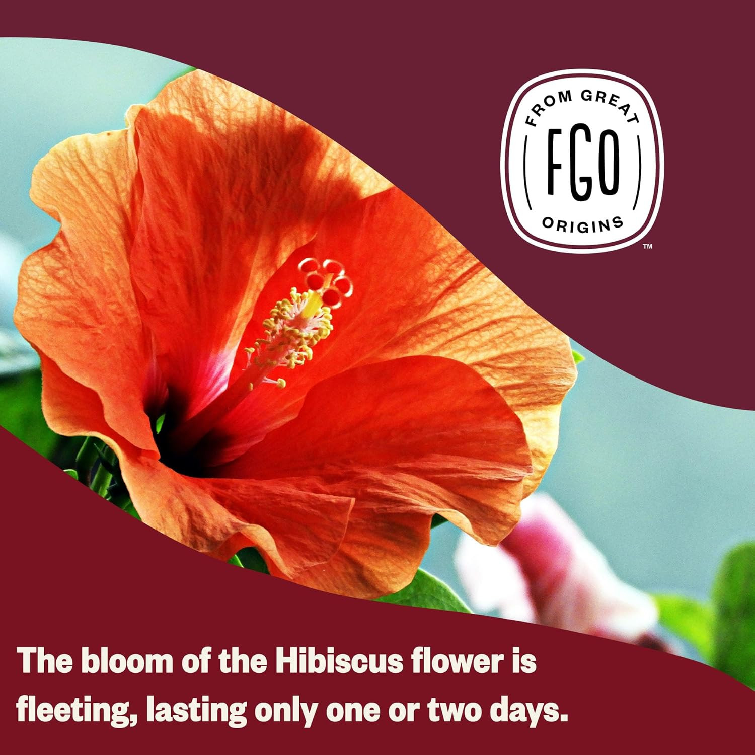 Organic Hibiscus Tea, 100 Count, Eco-Conscious Tea Bags, Caffeine Free, Packagin