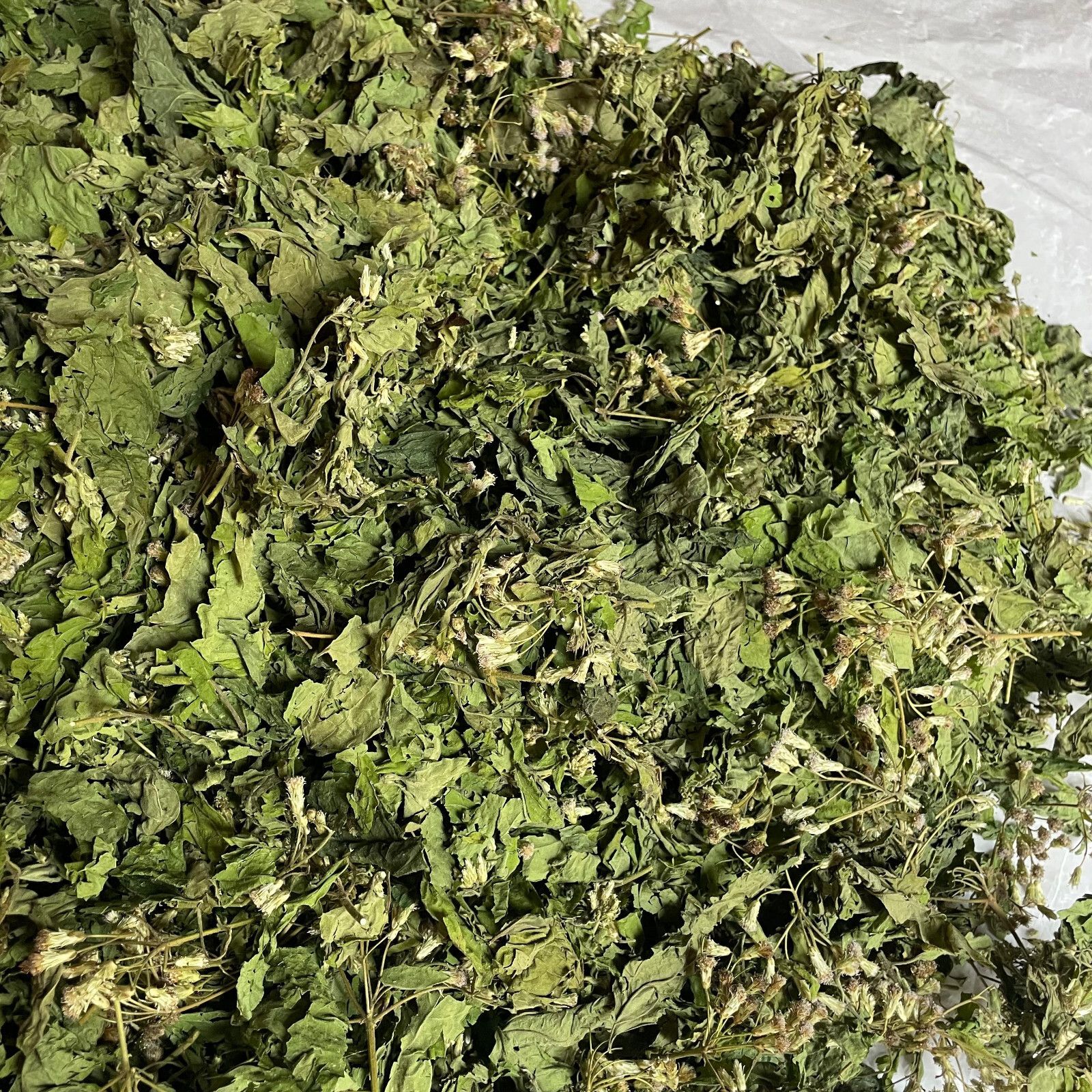 Ceylon Calea Zacatechichi Mexican Dream Herb 100% Organic Pure Herbal Tea