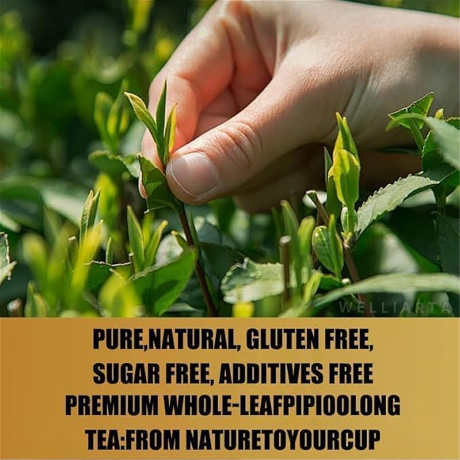 PiPi Tea Organic Oolong Tea Bags – Whole Leaf, 20 Bags (4g Each) – Cortisol & Ca