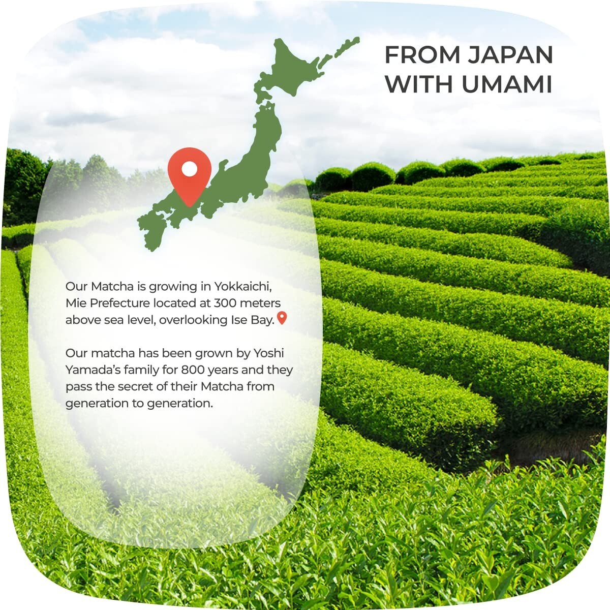 Premium Culinary Grade Organic Japanese Matcha Green Tea Powder 1.1 lbs