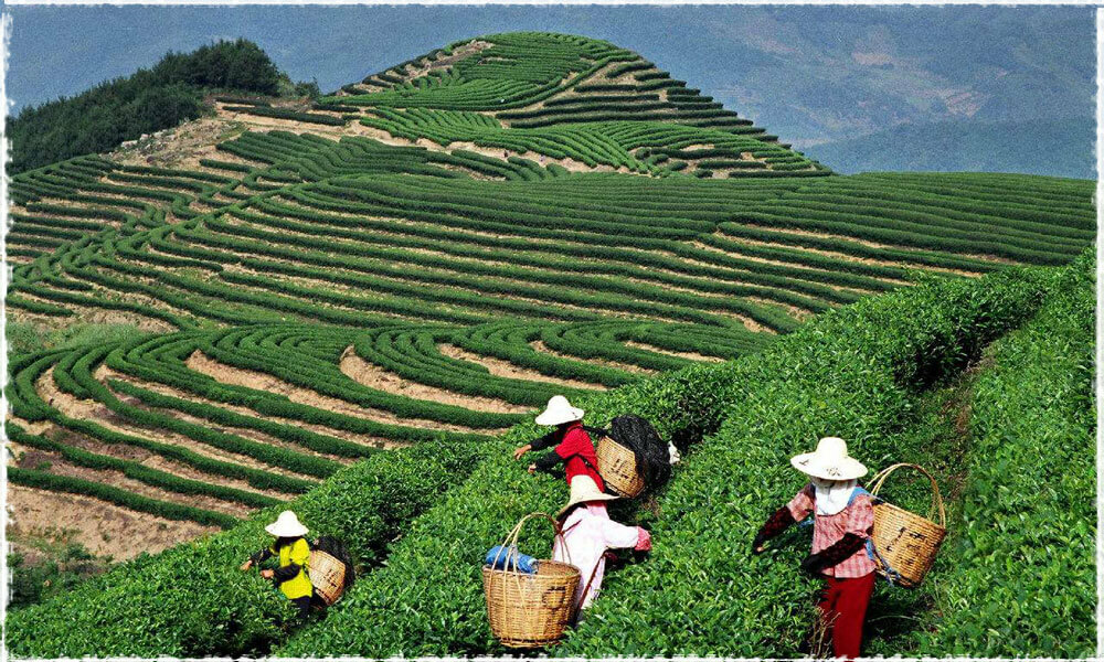 2014 CHINATEA CNNP COFCO ZhongCha White Tea 5901 Butterfly Fujian 357g Tea 蝴蝶牌白茶