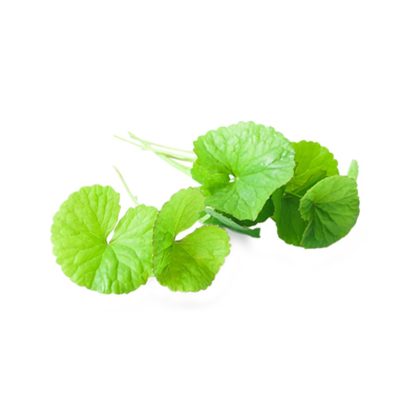Organic Centella Asiatica Herbal Tea – 100% Pure Premium Quality! 25 – 125 Bag