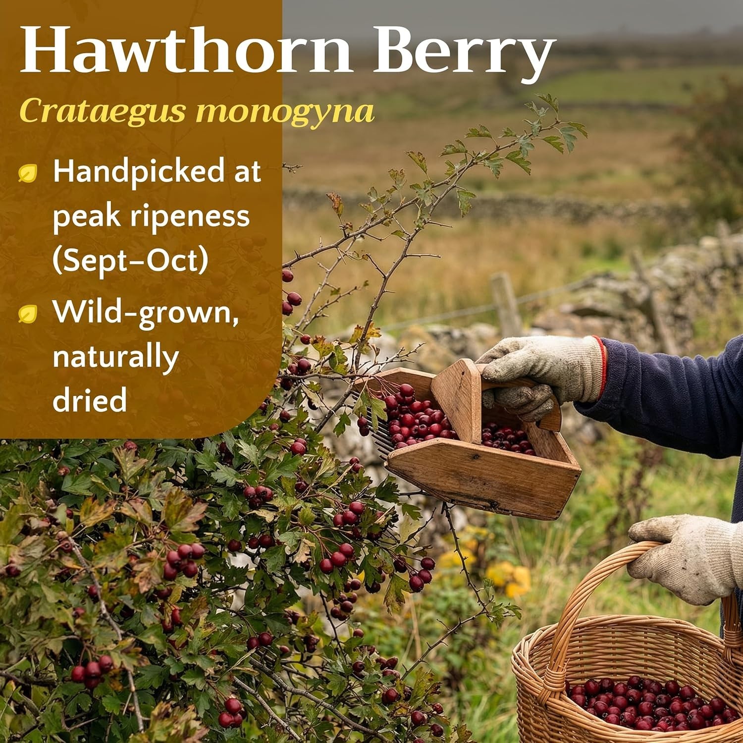 Caffeine-Free Hawthorn Berry Tea – Whole Dried Berries, 2oz for Relaxation