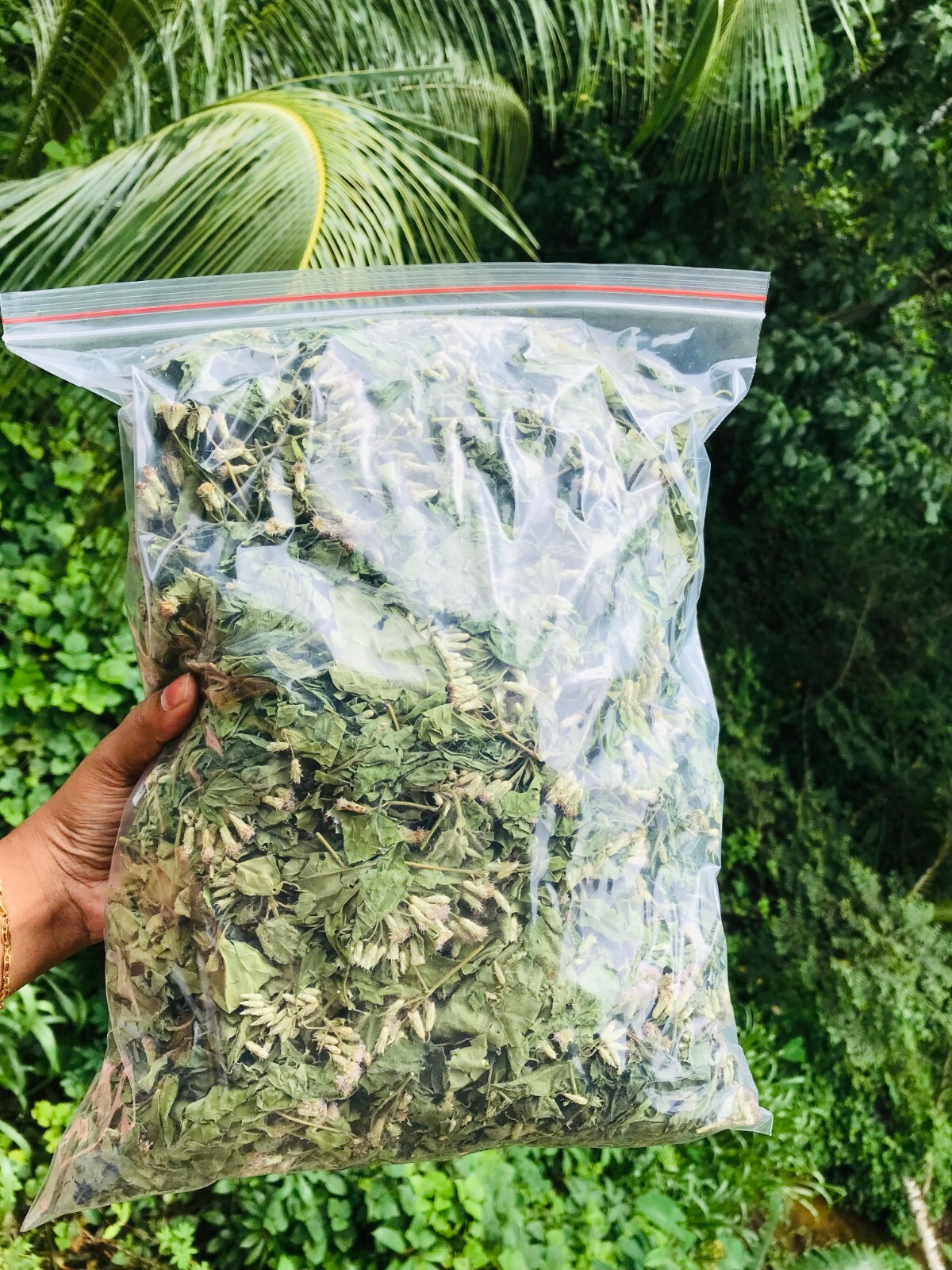 Ceylon Mexican Dream Herb Dried Calea Zacatechichi Lucid 100% Organic Pure Leaf