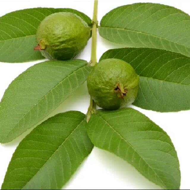 55 PC’S FRESH ORGANIC GUAVA LEAVES TEXAS GROWN GREEN Tea Hojas de Guayaba