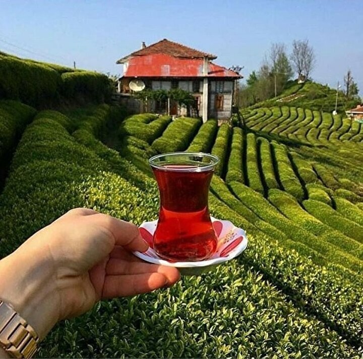 Turkish Organic Tea Black Tea BEST QUALITY Blacksea Tea Handcrafted 500 gr 1 pc