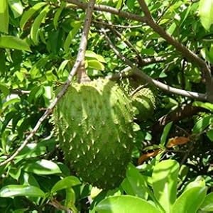 60 Pure Soursop Leaves Tea Bags, Real Natural Soursop Graviola Leaves Teabag,