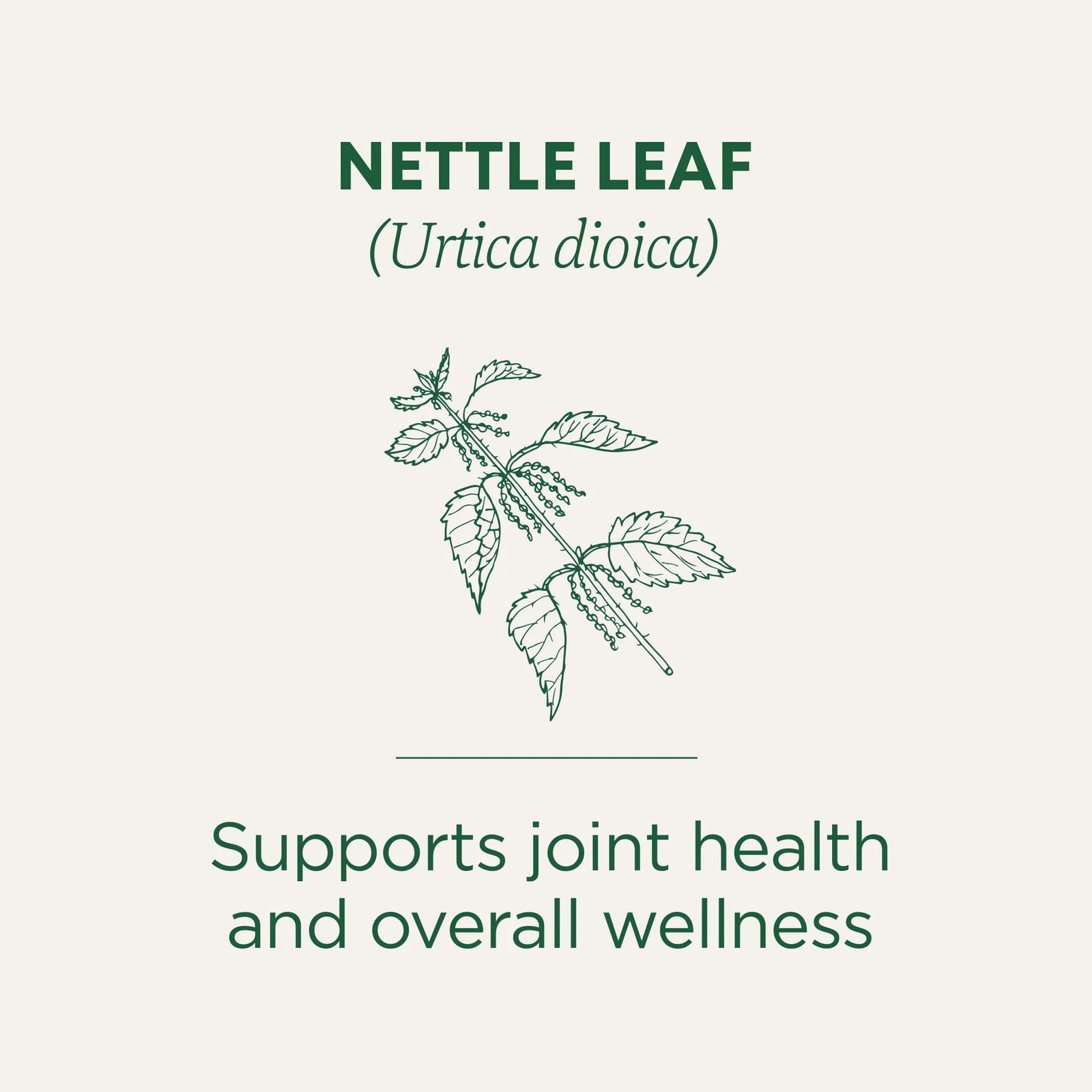 Organic Nettle Leaf Herbal Tea Bags