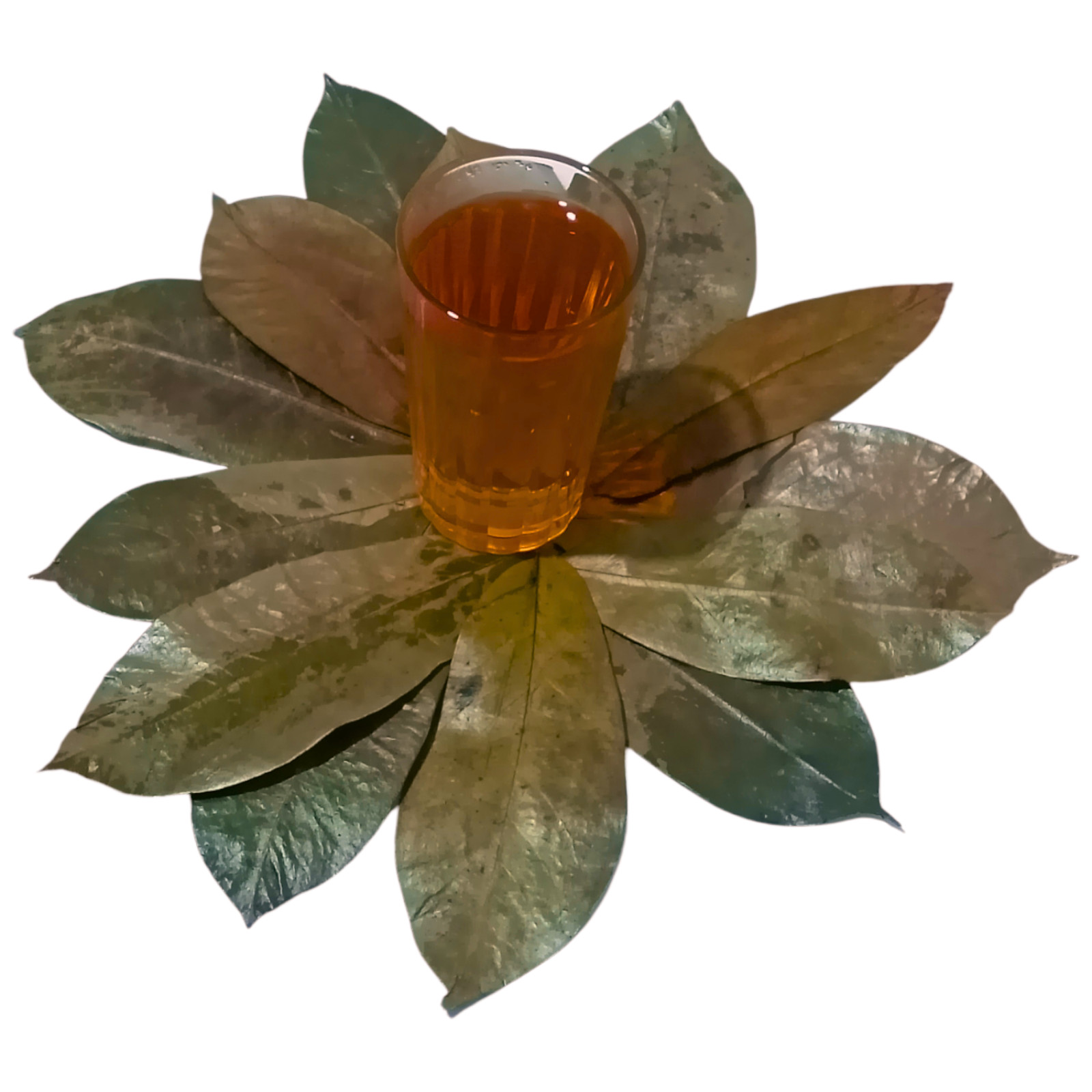 Dried Soursop Graviola Leaves for Herbal Tea Hojas De Guanabana Leaf Muricata