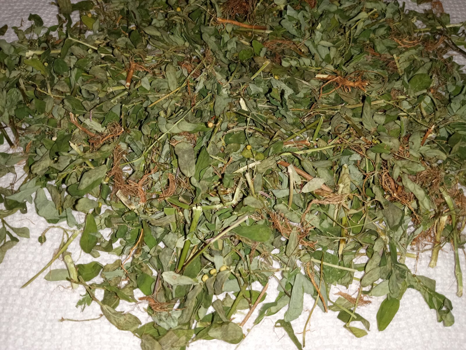 1 Cup Air Dried Stone breaker/Chamber Bitter/Chanca Piedra Herbal Tea.US grown.