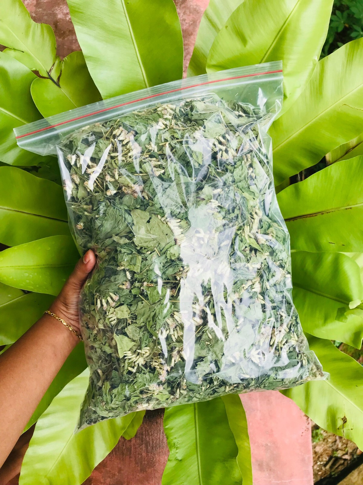 Ceylon Mexican Dream Herb Dried Calea Zacatechichi Lucid 100% Organic Pure Leaf