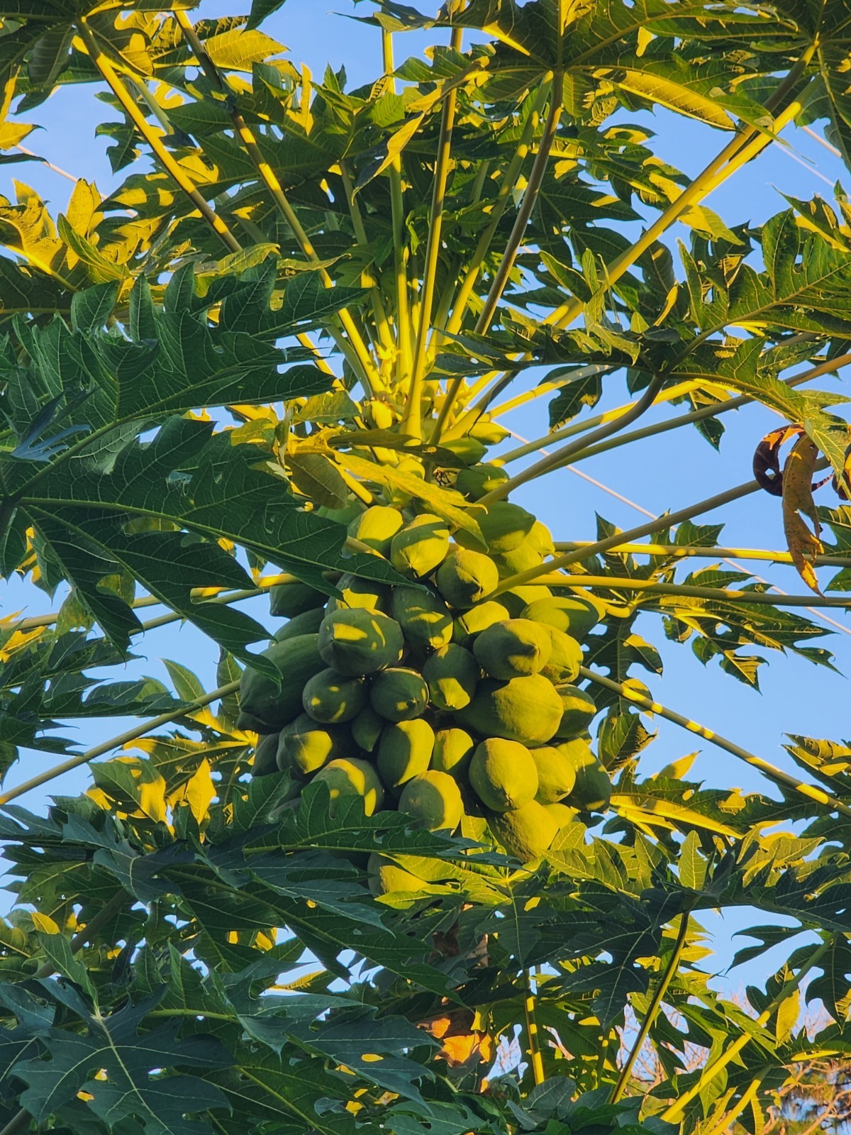 8 Fresh Organic Papaya Leaves hand-picked