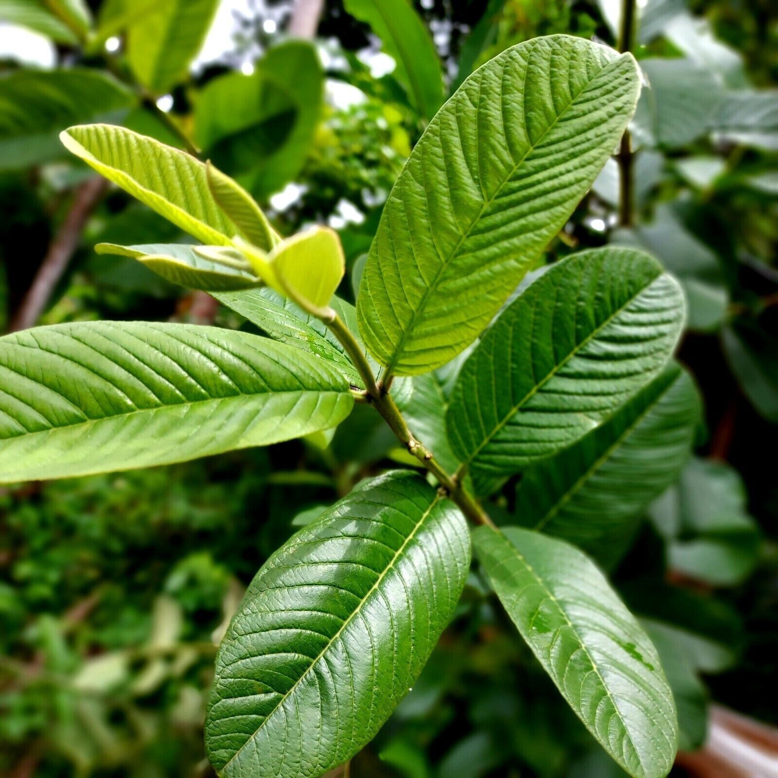 Organic Garden 30 Guava Leaves Fresh Green Dried Antidiabetic Anti Hair Lo