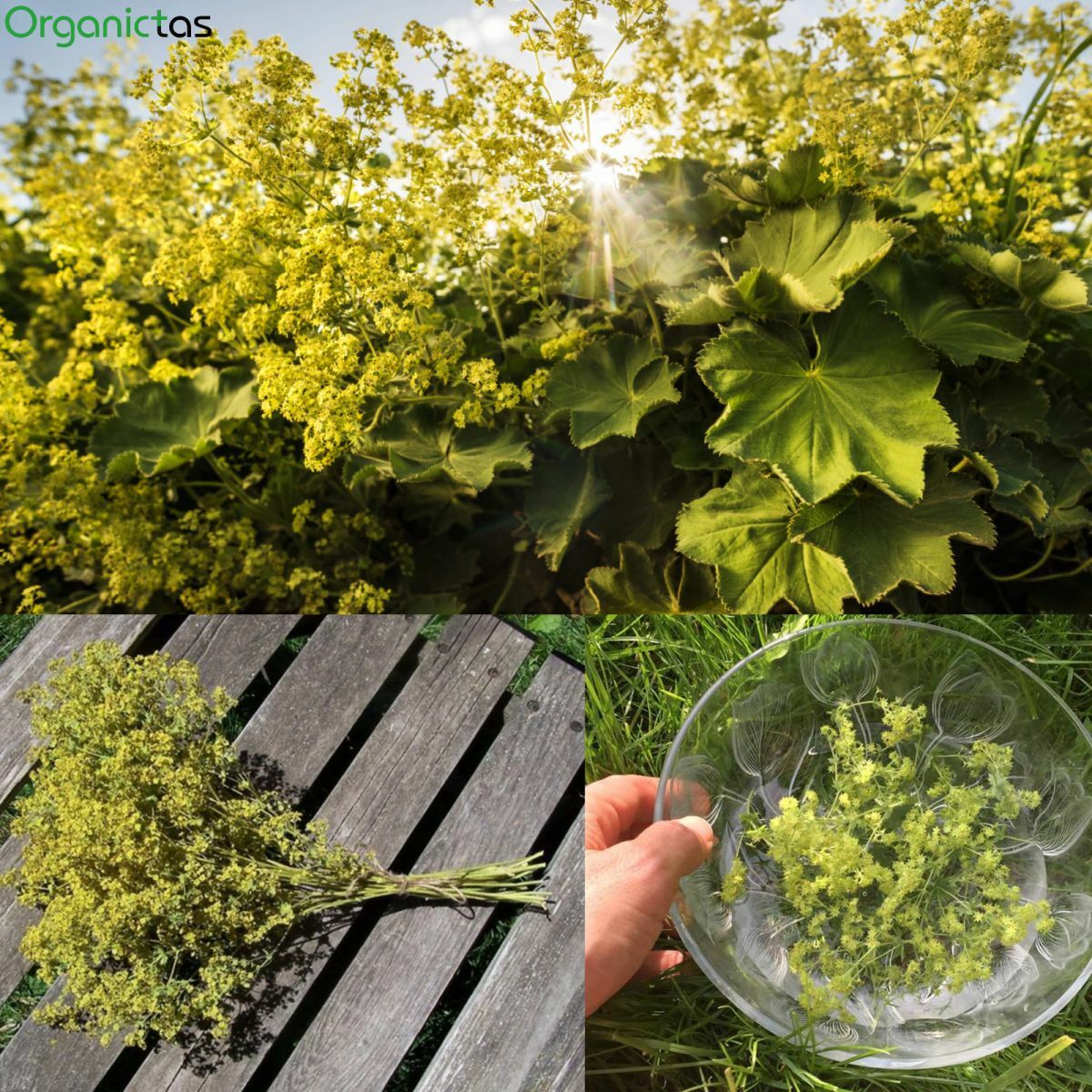 Organic LADY’S MANTLE Herb Tea Dried Alchemilla Vulgaris Wild Harvest 25 – 200g