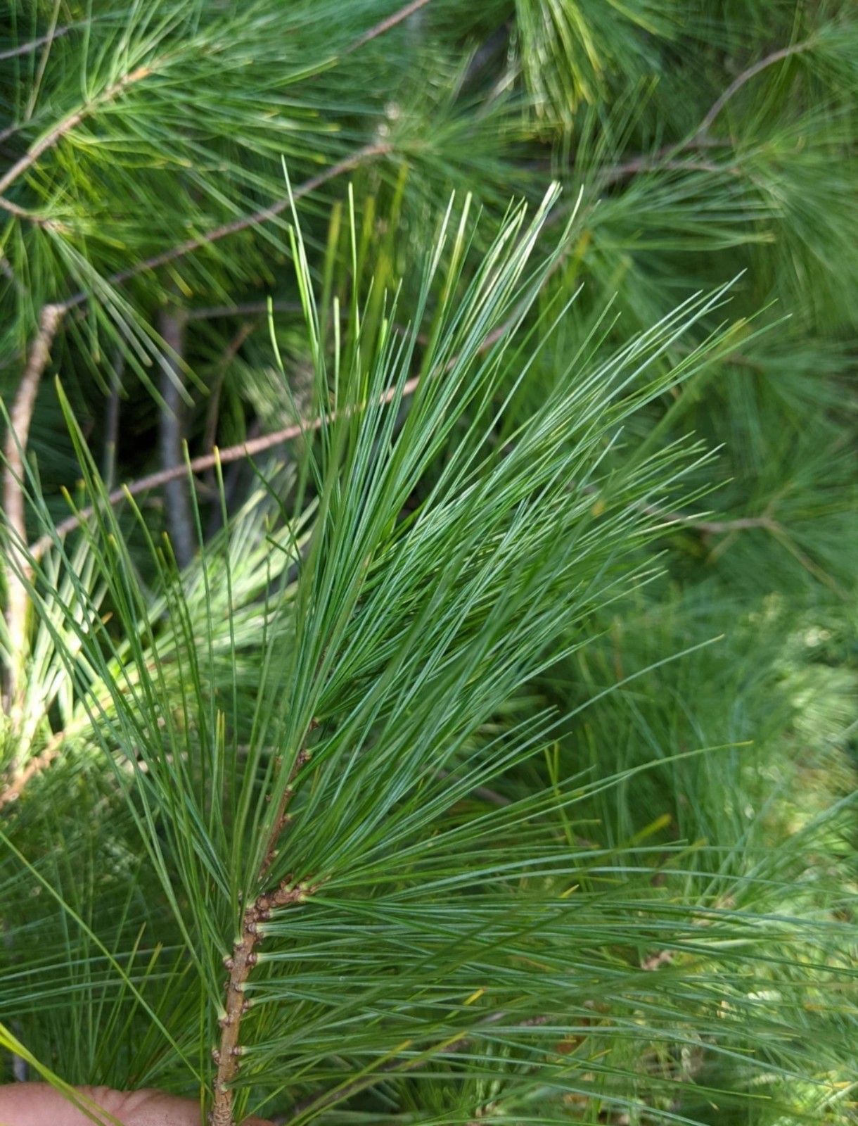 EASTERN WHITE PINE NEEDLES 2oz. Organic! Freshly harvested at time of order!