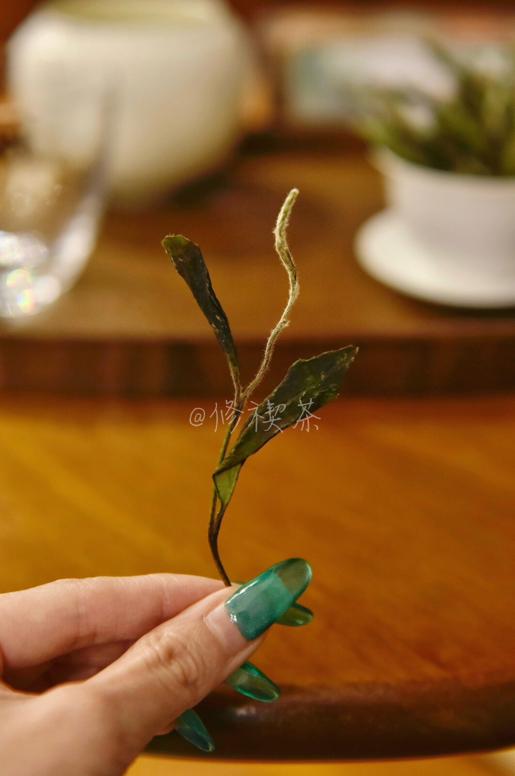 Fuding White Tea, 2023 First Spring Wild Shou Mei, 125g Bagged Chinese White Tea