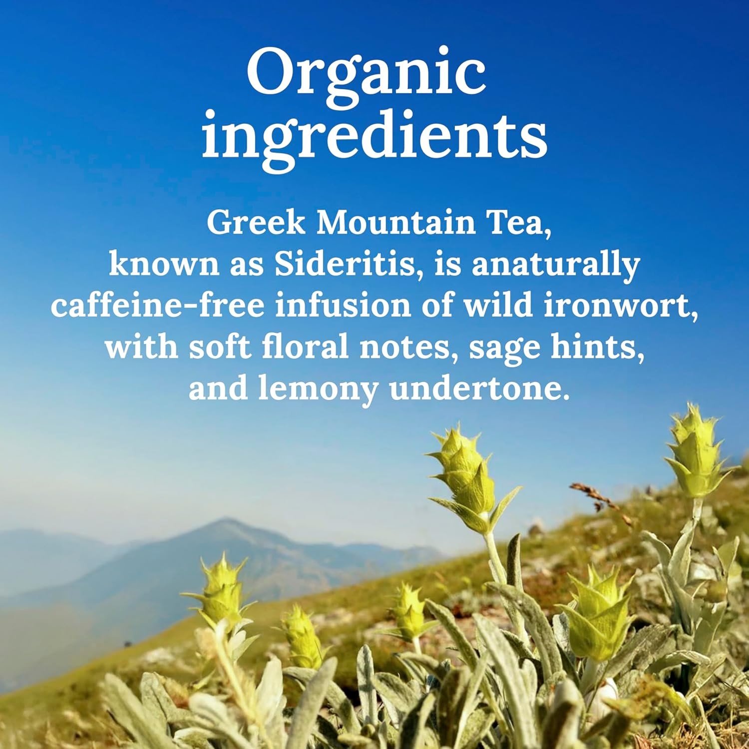 My Land Organic Greek Mountain Tea (Sideritis Scardica) – Loose Leaf Ironwort Ha