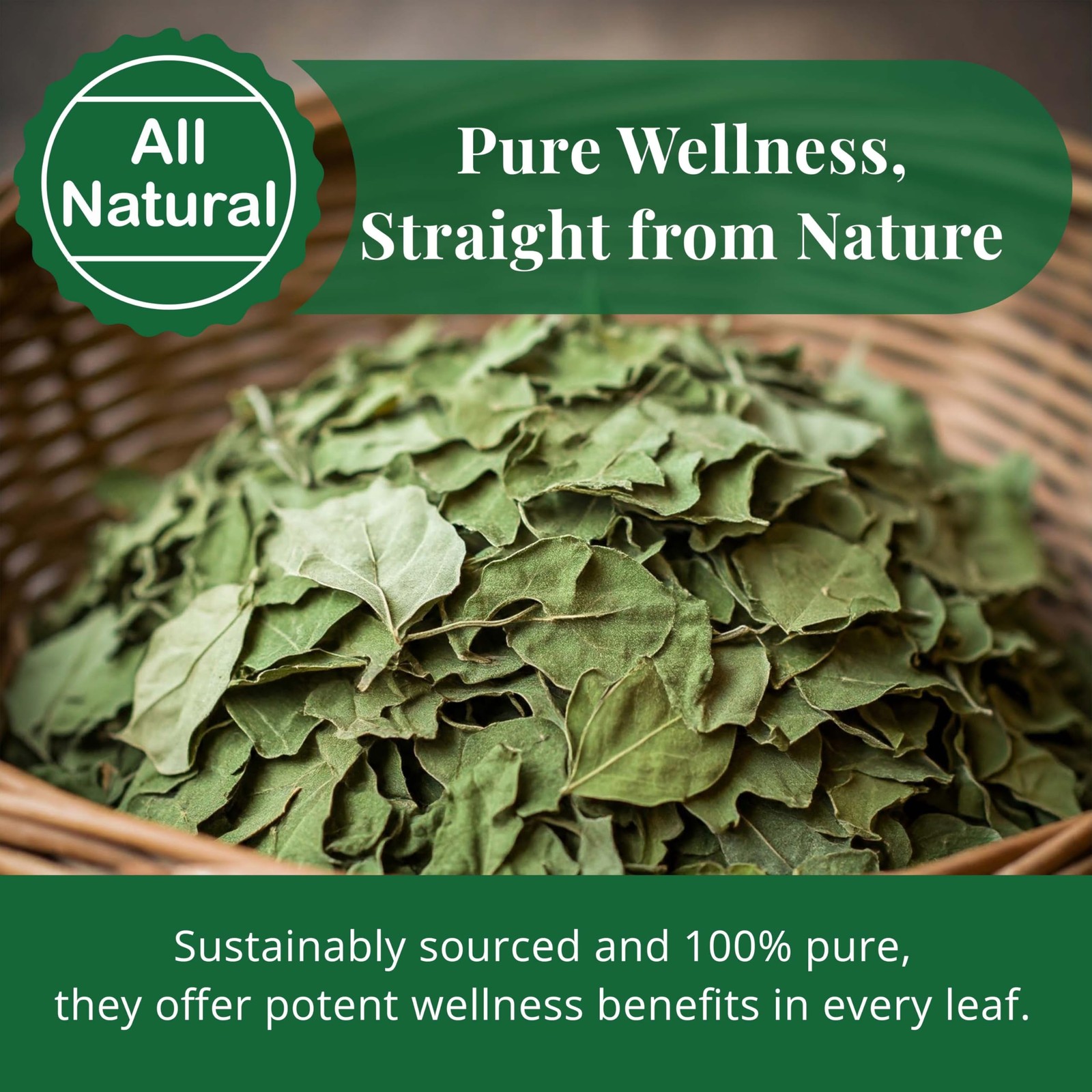 Moringa Leaves-2.6oz, Dried From Fresh Green 2.6 Ounce (Pack of 1)