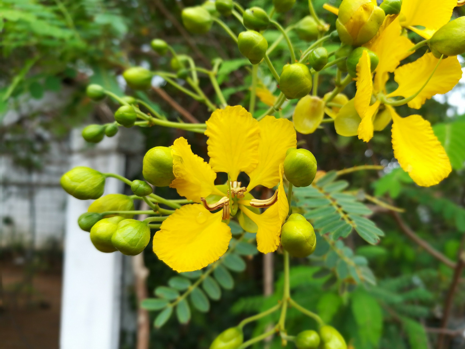 Natural Tanner’s Cassia auriculata Tea/Ranawara Mal Herbal TEAranawaramal