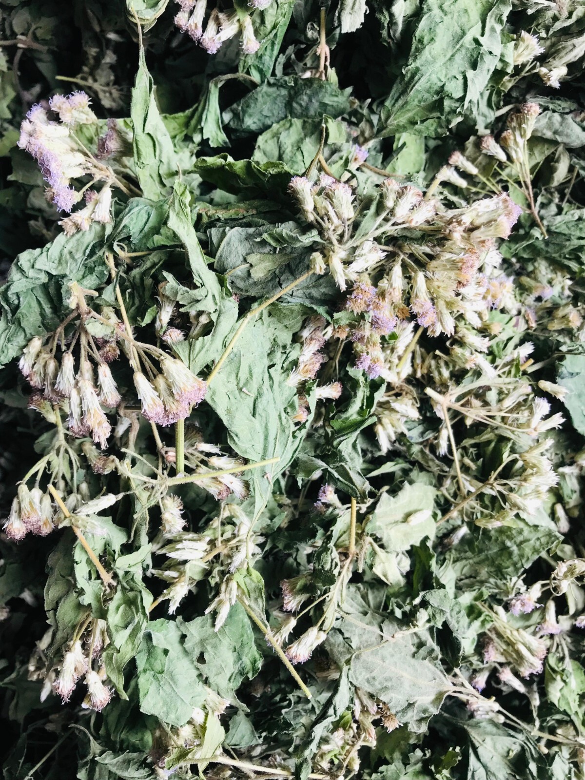 Mexican Dream Herb Calea Zacatechichi Lucid Dream Hand Picked Organic Leaves Tea