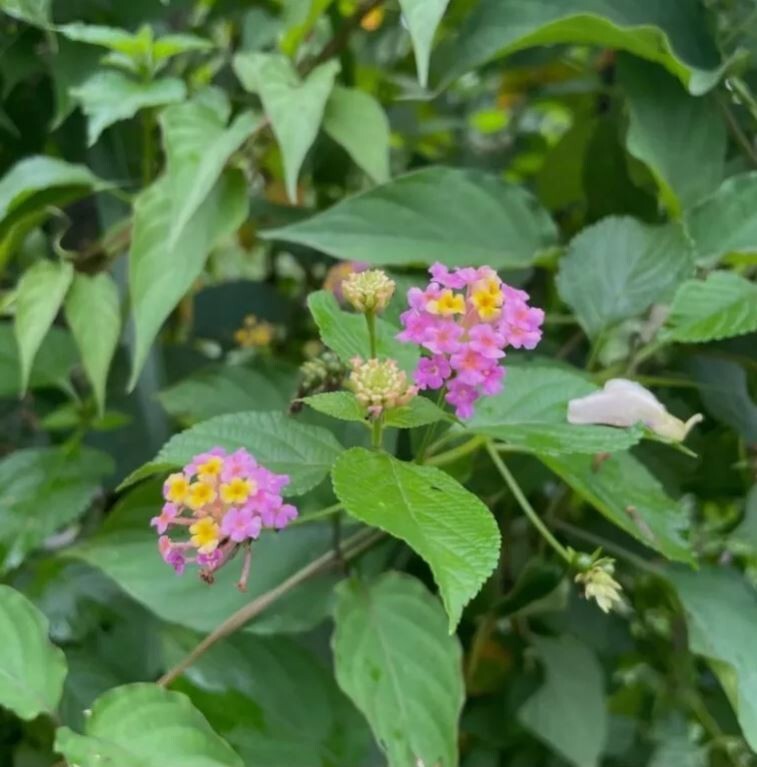 75g Dried Lantana Camara Leaves 100% Organic Shrub Verbena Angel Lips Tea