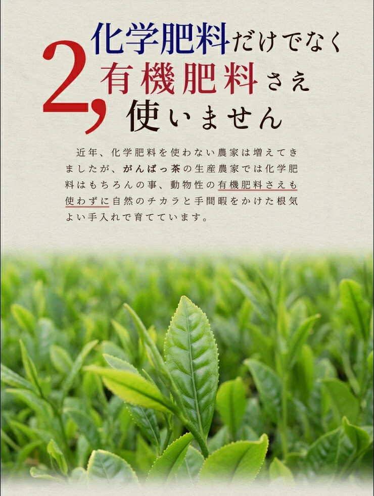 Ise tea Sencha tea bags 30 bags (15 bags x 2) Tea Pesticide-free Japanese tea Ma