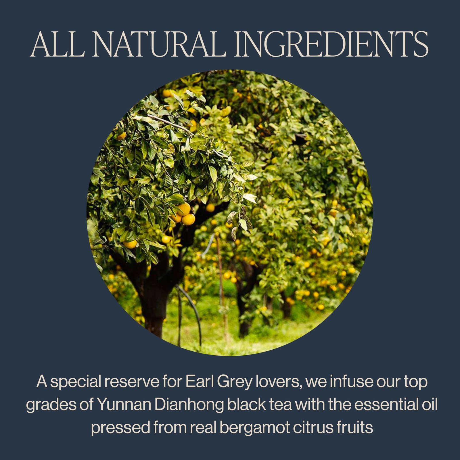 Earl Grey Supreme Tea – Organic, Caffeinated Loose Leaf Tea with Bergamot Oil…