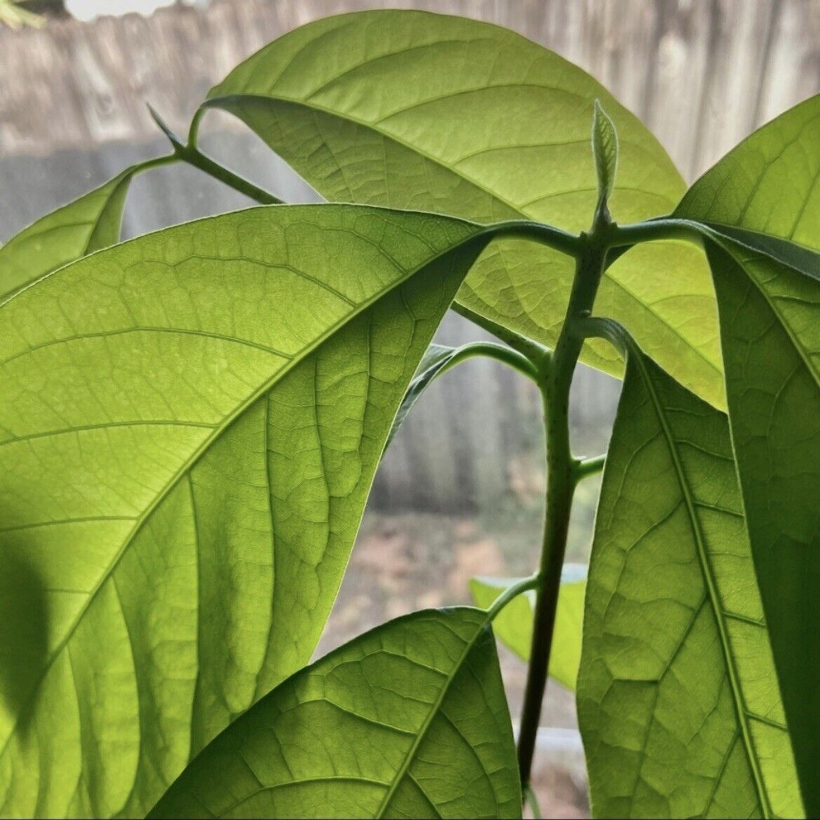 16 Fresh Avocado Leaf For Herbal Tea Organically Grown No Pesticides Home-grown