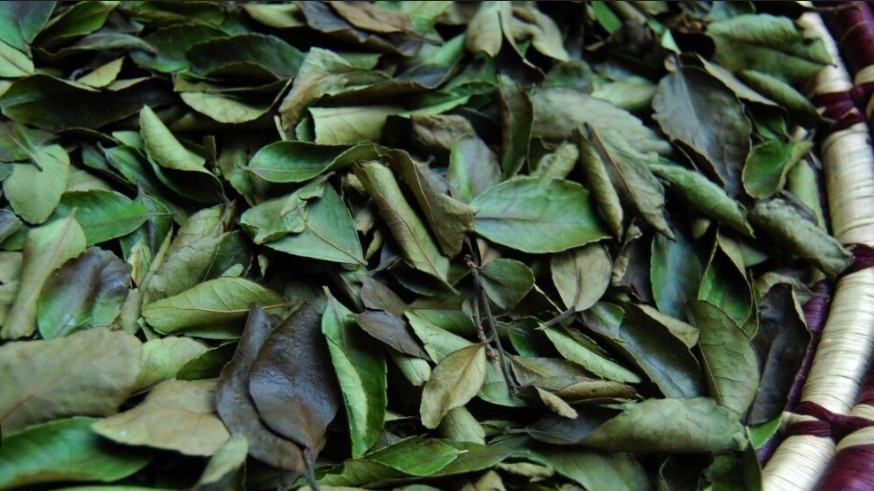 Harvested To Order, Organic Yaupon Holly Tea – FRESH, RAW – 16 oz.