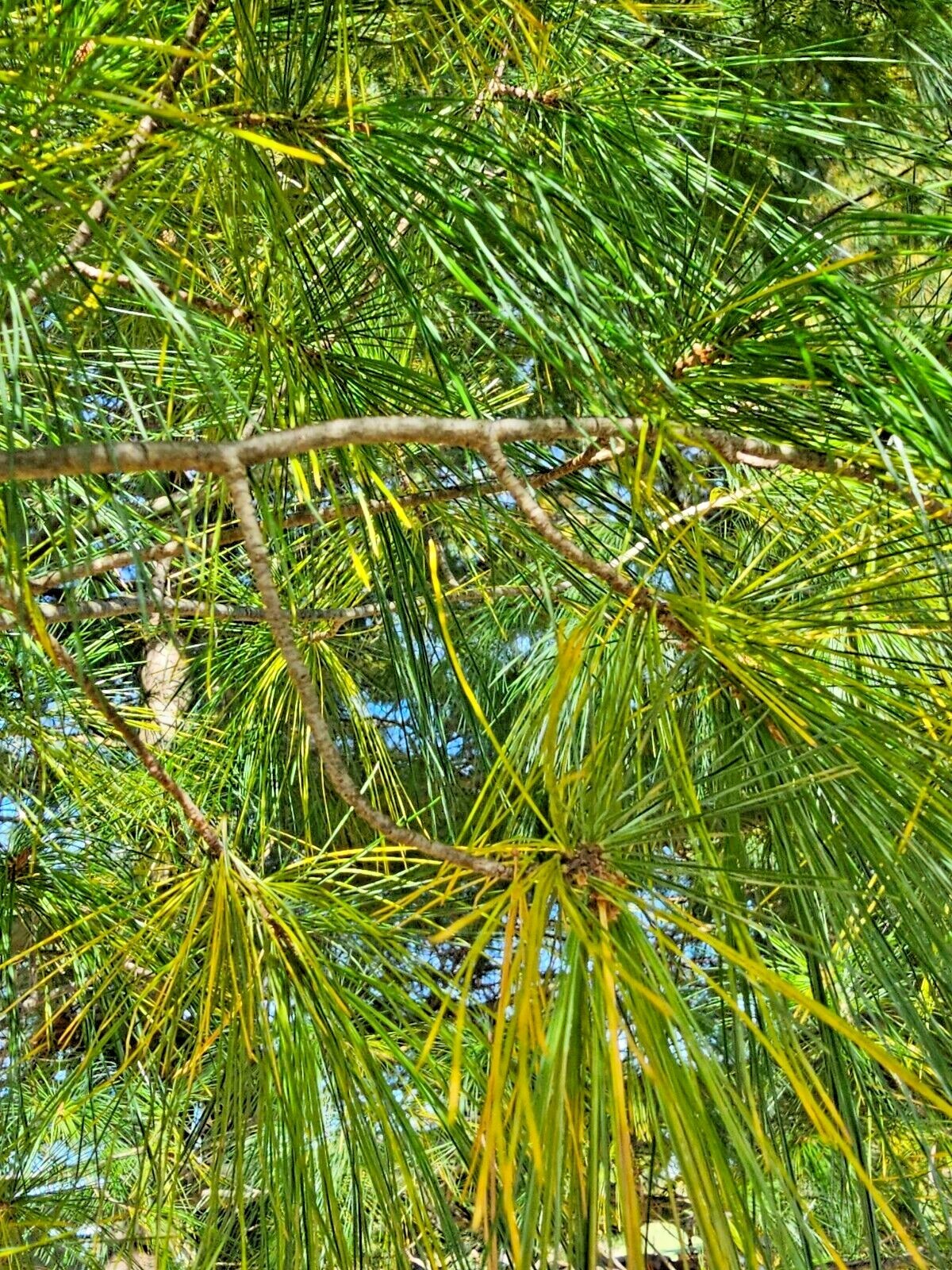 White Pine Tea Needles Organic Infusion Fresh Picked Wild Wisconsin Grown