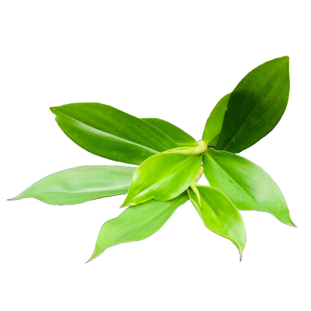 Organic Insulin Plant Leaf Tea Bags Herbal Drinks Costus Igneus leaves Powder