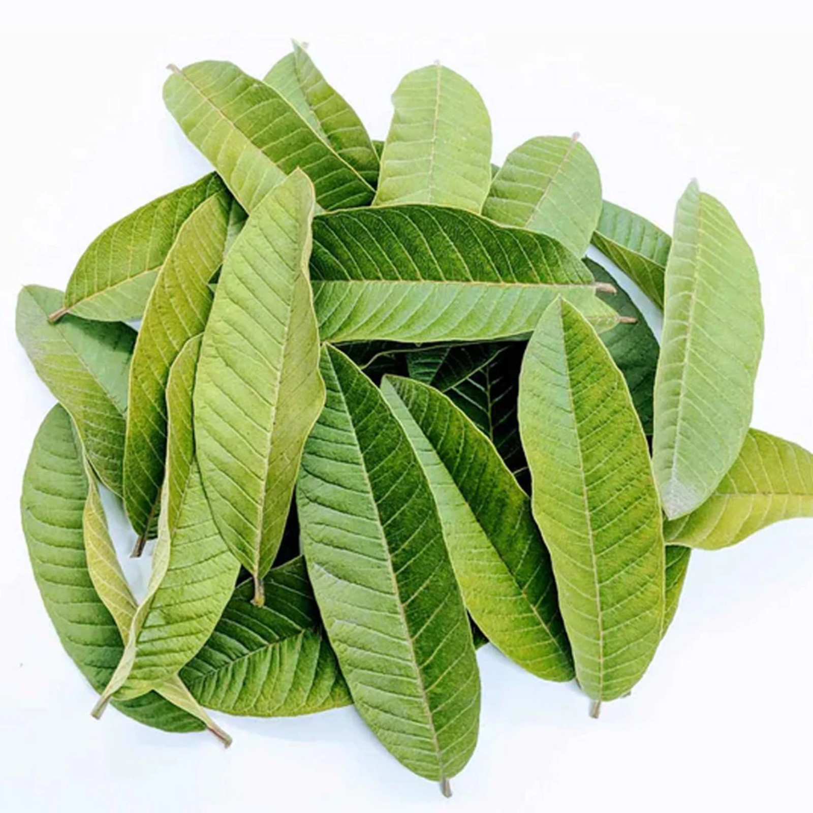 Organic Guava Leaf Tea from Sri Lanka | Pure Dried Leaves (Non-GMO) 50g to 2kg