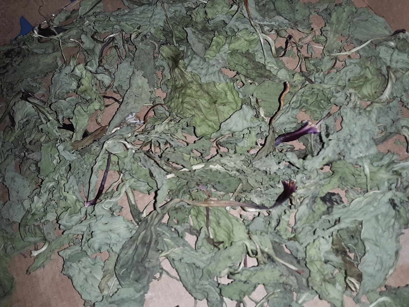 1 Cup Air Dried Broadleaf Plantain(whole plant); For Herbal Tea/Tincture/Salve.