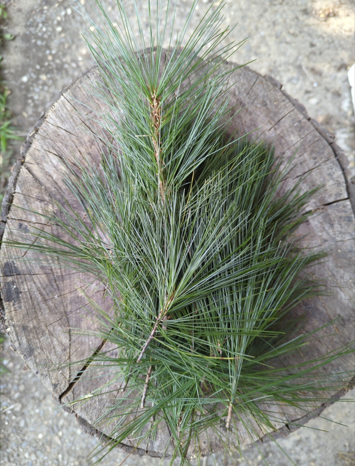 EASTERN WHITE PINE NEEDLES 2oz. Organic! Freshly harvested at time of order!