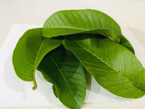 Organic Guava leaves fresh dried Hojas de Guayaba Guayabo Psidium Guajava