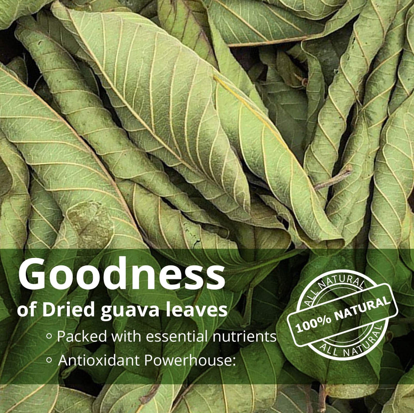 75 Organic Guava Tea Bags, All Natural Guava Leaf Tea, Herbal Tea, Caffeine Free