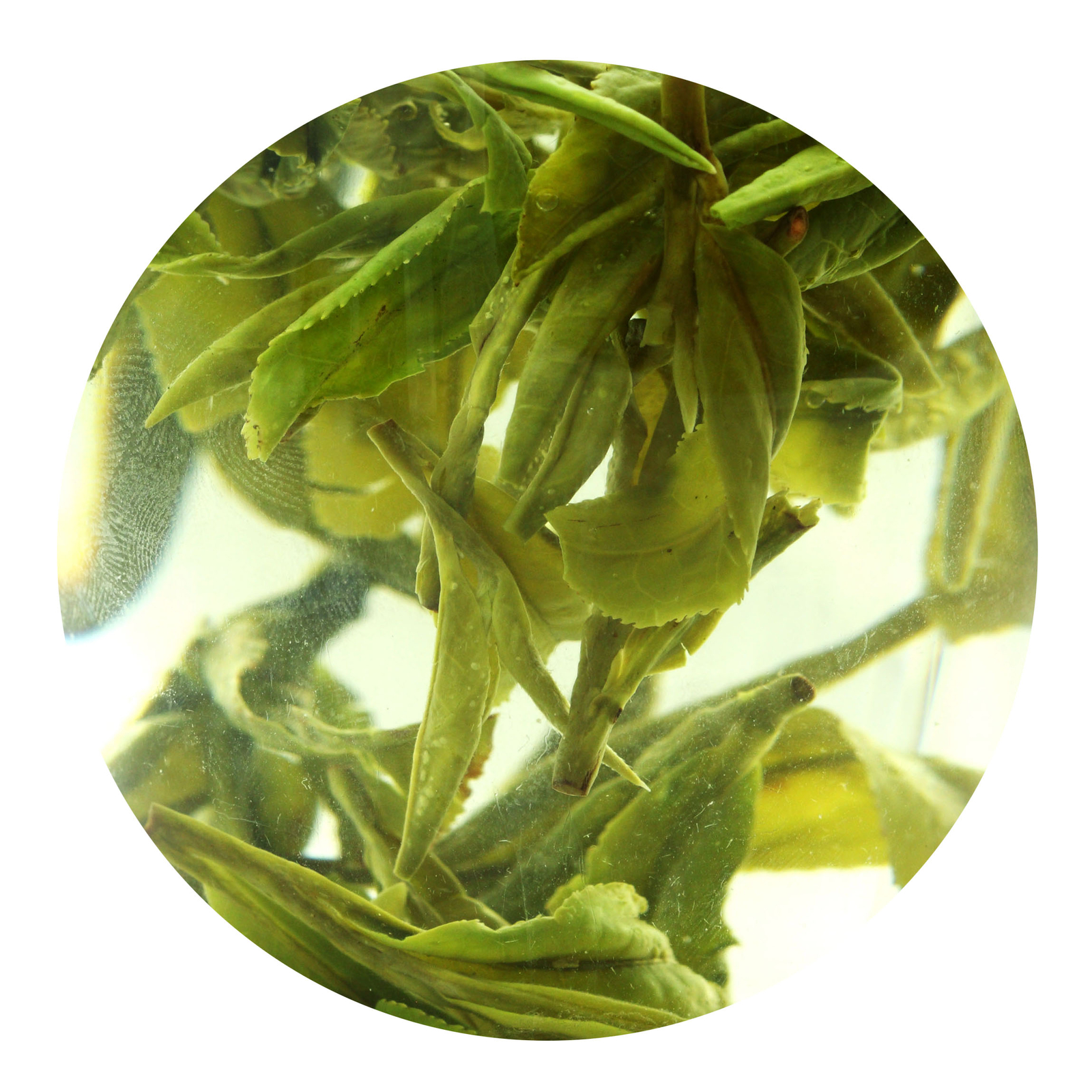 GOARTEA Supreme Xihu Longjing Dragon Well Chinese Green Tea Spring Loose Leaf