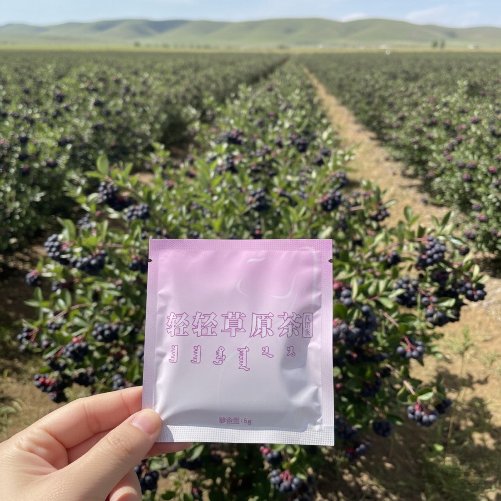 Light Herbal Tea Aronia Berry Botanical Tea Bags Caffeine-Free Hot & Cold Brew N