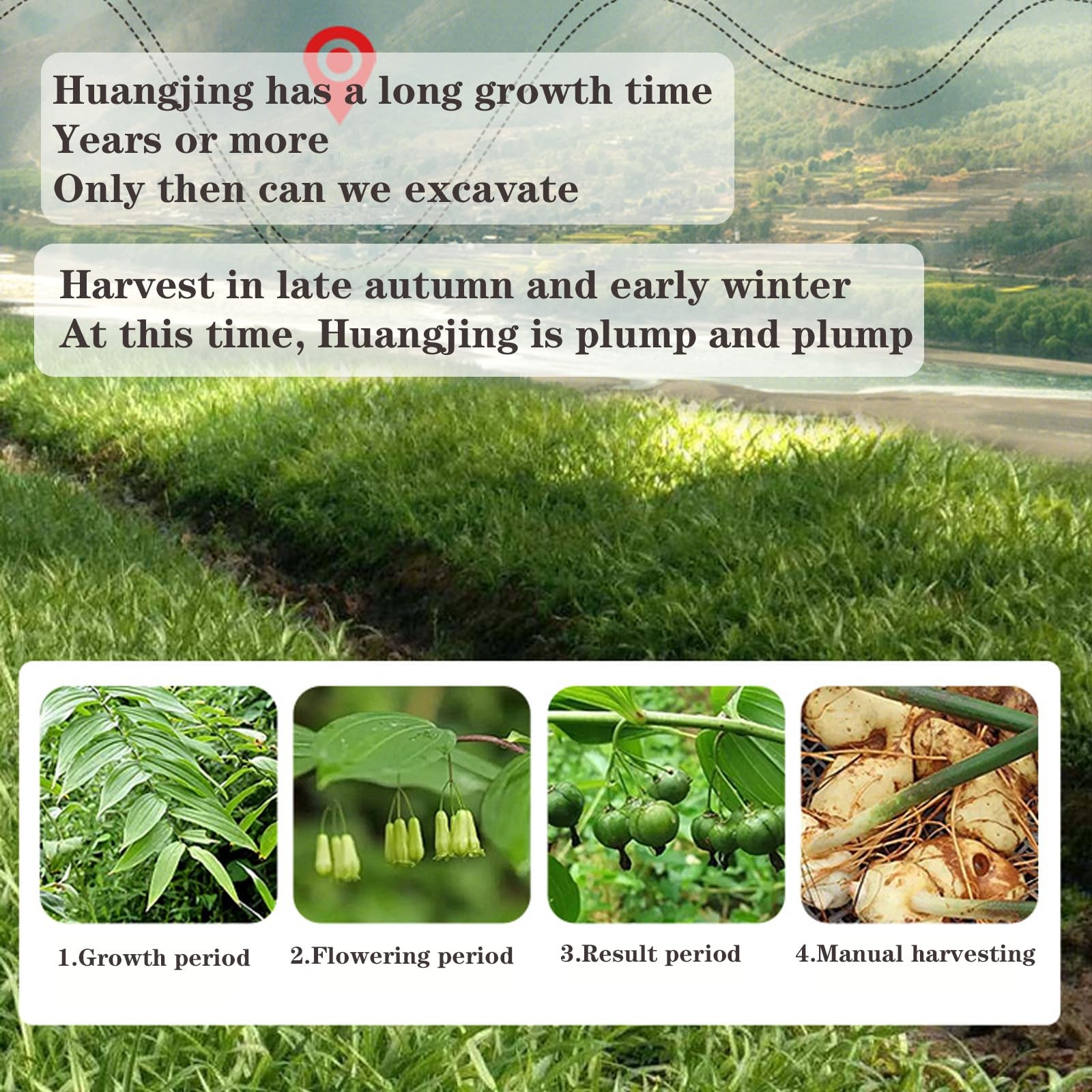 Huangjing Traditional Nourishing Herbal Tea Rhizoma Polygonati Huang Jing…