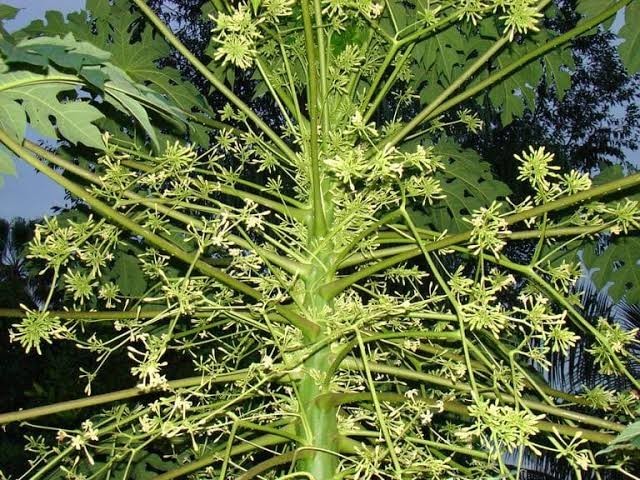 8 Fresh Organic Papaya Leaves hand-picked