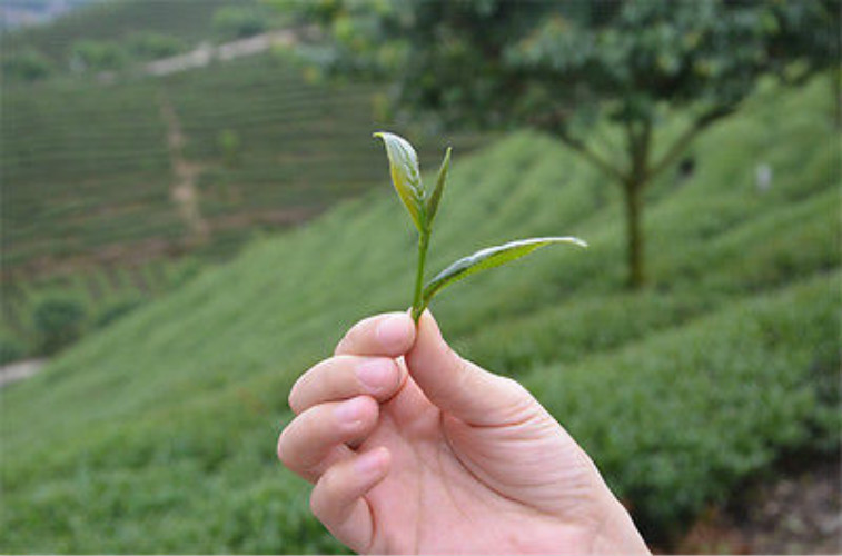 250g Premium Classic 58 Dian Hong Yunnan Black Tea Famous Chinese Red Tea