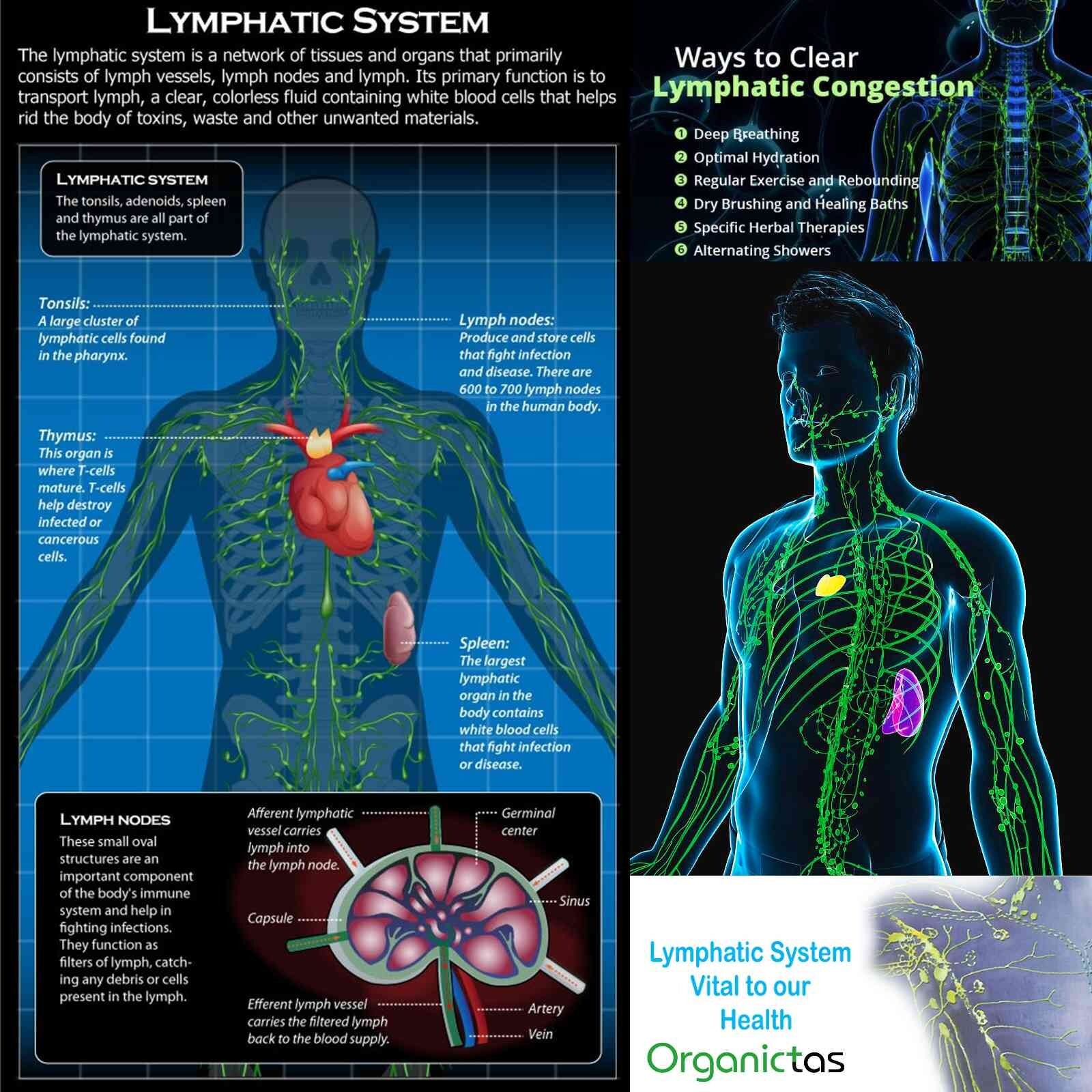 22 LYMPHATIC HERBS TEA Blend – Natural LYMPH CLEANSE – LYMPHATIC VESSELS Support