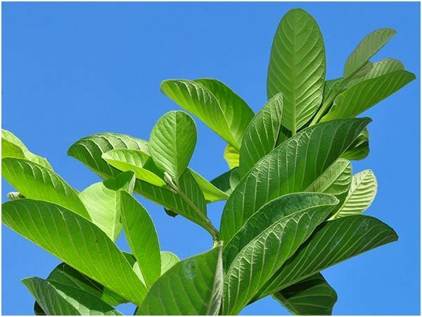 Dried guava leaf organic tea 100% Natural guava leaves and powder
