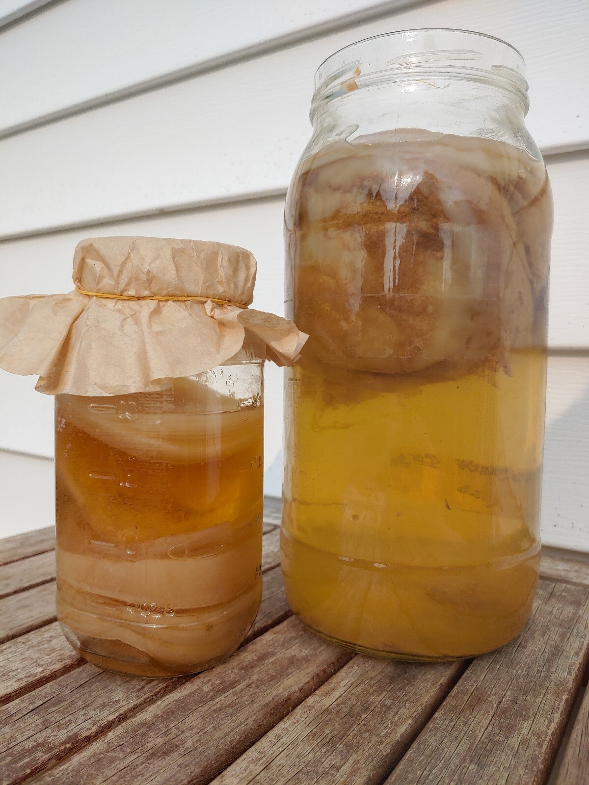 4″ Live ORGANIC KOMBUCHA FRESH SCOBY STARTER TEA | Kombucha For Gut Health