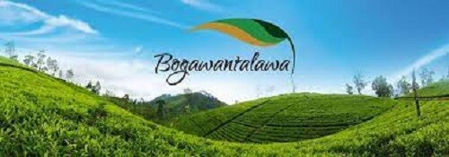 Pure Ceylon tea Black Natural powder BOPF Bogawantalawa Sri lankan 400g/14.1Oz