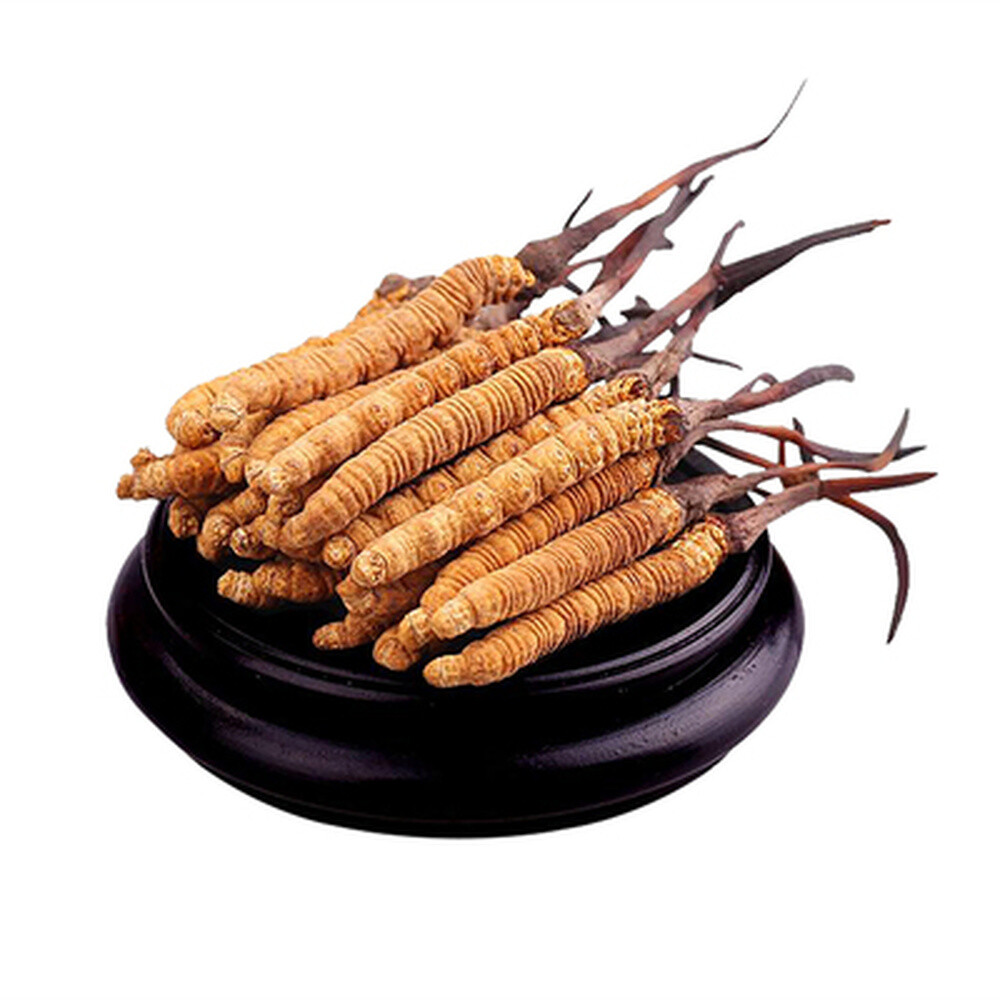 Wild 5g Cordyceps Sinensis From High Himalaya China Tibet 10pcs