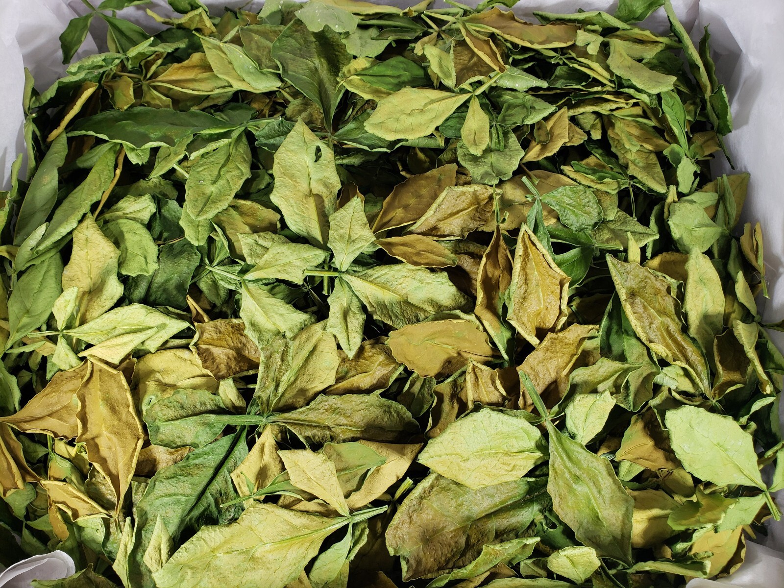Orange Green Leaves Dried Tea Purple Tangerine Flowers Leaf XinHui Peel Canna