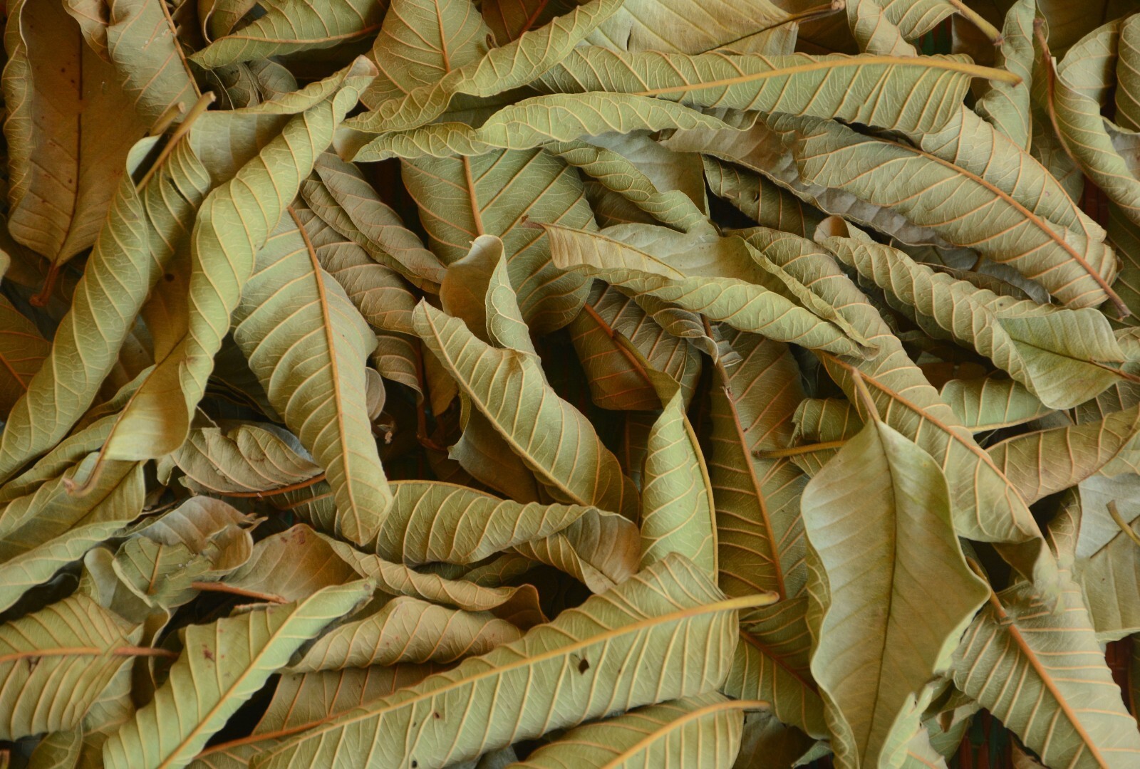 Sun dried Guava Organic Leaf Powder Herbal Green Tea Hair Skin Health Care
